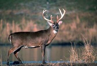 Whitetail Buck Wallpaper HD Beautiful