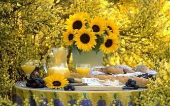 Widescreen HD Wallpaper Nature Flowers Summer Blooming Garden