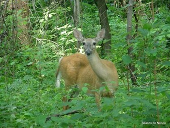 White Tailed Deer Wallpaper Gmfyv Image Description Pictures