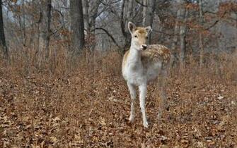 Deer HD Wallpaper Pictures Image Gallery