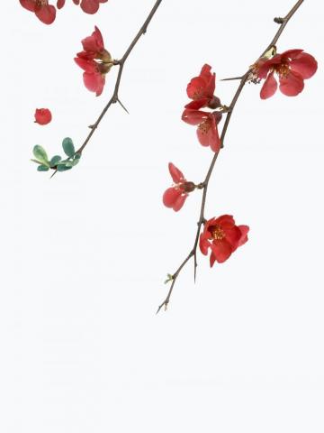 Red Flower Pictures Image