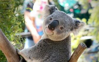 Beautiful And Cute Animal Wallpaper