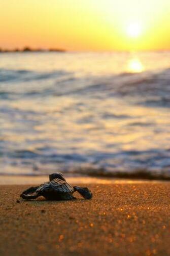 Was Here By Tobago Environment Photo Project