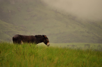 Serene Donkey In Misty Hills Wallpaper