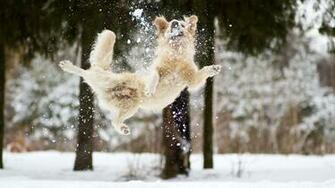 Dog Playing In The Snow Wallpaper