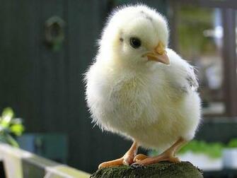 Beautiful HD Wallpaper Chicken