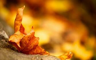 Leaf HD Wallpaper Theme Bin Customization