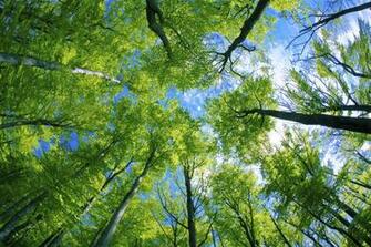 Woodland For Children Forest Habitats Ks1 And Ks2