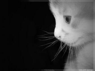 Cute Wallpaper By Krazy4ever
