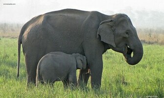 Asian Elephant Desktop Wallpaper
