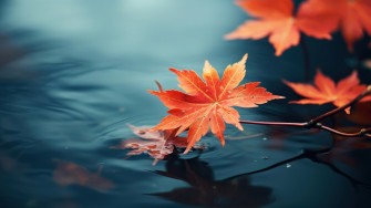 Maple Leaves Autumn 4k Wallpaper