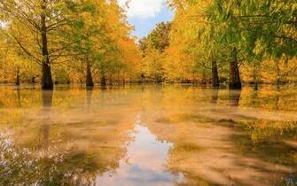 Fantastic HD Swamp Wallpaper HDwallsource
