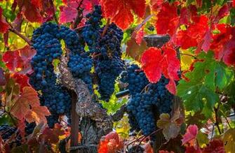 Leaf Grapes Mature Bunches For Desktop Wallpaper