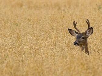 Beautiful Wallpaper Deer