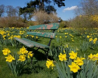Desktop Wallpaper Of A Field Bright Yellow Daffodils Around