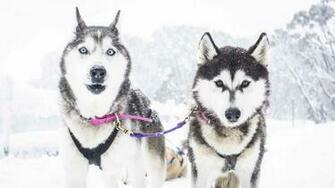 Forget The Arctic How About Husky Sledding In Australia