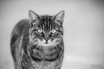 Black And White Cat Wallpaper Image