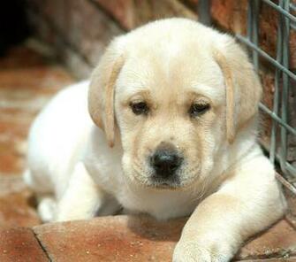 Yellow Lab Puppies Animals File Size Kb Tags