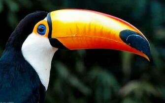 Toucan Parrot Bird Tropical Wallpaper