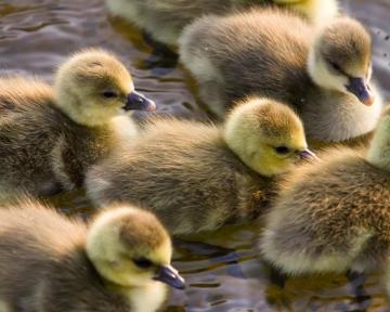 Duck Wallpaper HD For Desktop Background