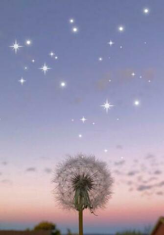 Dandelion Background Photography Phonewallpaper