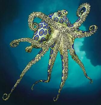 Blue Ringed Octopus By Stvnhthr