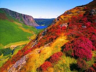Mountain Wildflowers Wallpaper