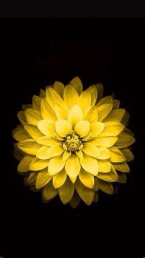 iPhone Flower Wallpaper From Apple Website iPad Ipod