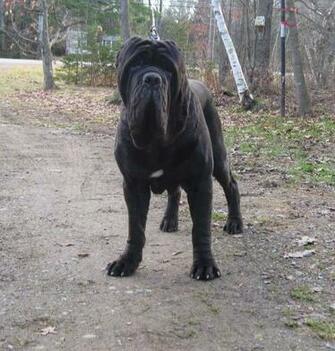 Mastiff On The Road Photo And Wallpaper Beautiful Neapolitan