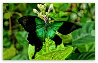 Green Butterfly Wallpaper