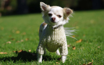 White Chihuahua Dog On Sweater P7bnnw1cxprszqce Wallpaper