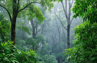 Rainy Forest Wallpaper