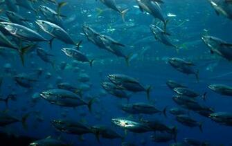 Tuna HD Wallpaper This