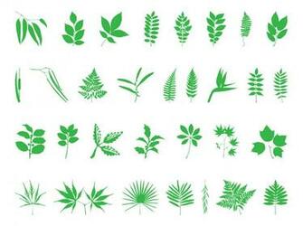 Fern Leaf Vector Clip Art Library