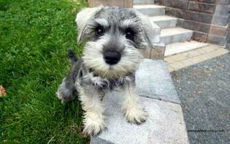 Miniature Schnauzer Pc Wallpaper