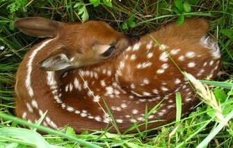 Fawn Wallpaper Animal Lovers