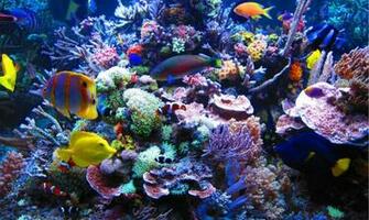 Coral Reef Wallpaper Widescreen HD Ix1f4 Jpg