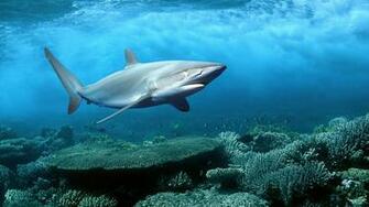 Shark Sea Fish Cool Pictures HD Wallpaper Of