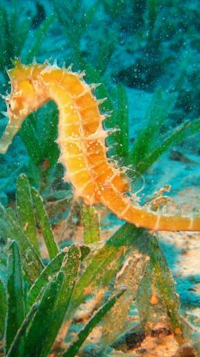Hippocampus iPhone Wallpaper