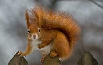 Squirrel Computer Background And Make This A