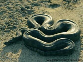 Wallpaper Great Anaconda Snake