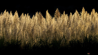 Pampas Grass 6k Wallpaper