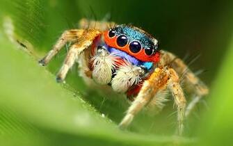 Cute Spider Wallpaper