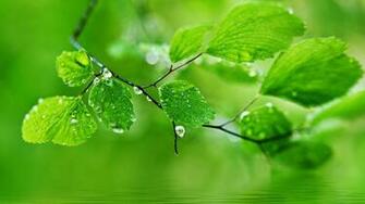 On Leaves HD Desktop Wallpaper For Android
