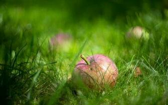 Wallpaper Apple Grass Close Up Macro