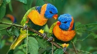 All Wallpaper Parrot HD