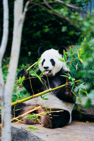 Panda Wallpaper HD Hq