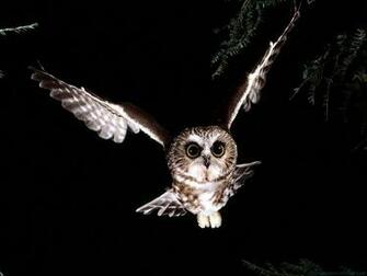 Owl Wallpaper