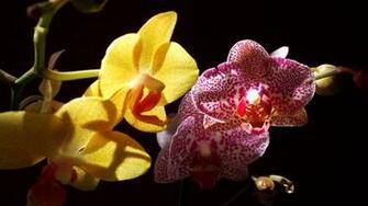 Orchids Wallpaper