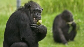 High Definition Wallpaper Photo Chimpanzee Html
